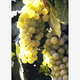 Illustration for article titled Why Genetically Engineered Grapes Would Make Great Wine